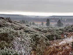 Frosty New Years Day - Ref: VS2162