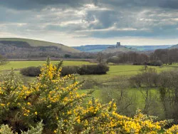 Click to view image Gorse in Flower Near Corfe Castle