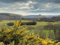 Gorse in Flower Near Corfe Castle - Ref: VS2182