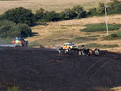 Click to view image Fire damage on Corfe Common