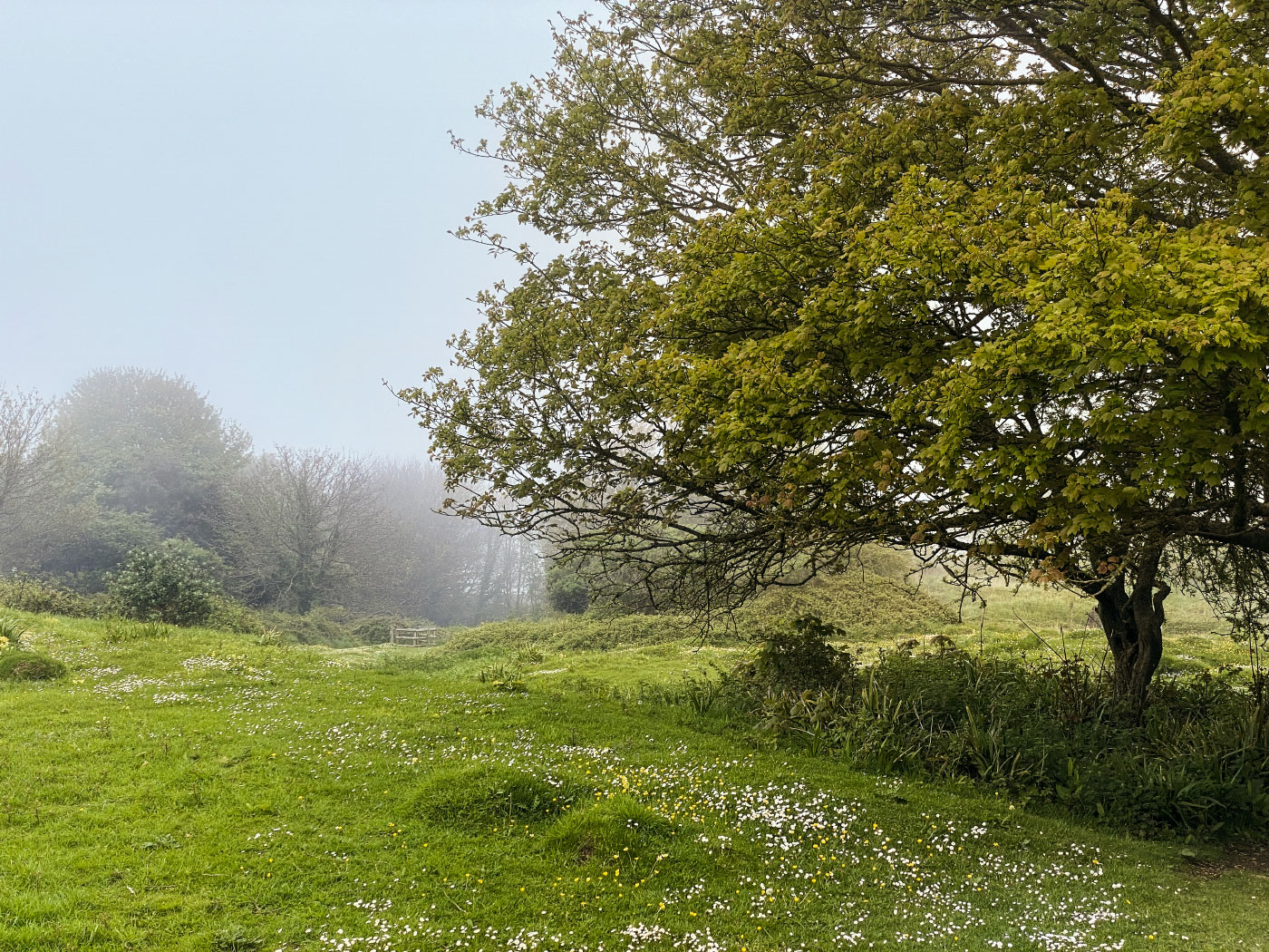 Click to view image Foggy afternoon at the Townsend Nature Reserve