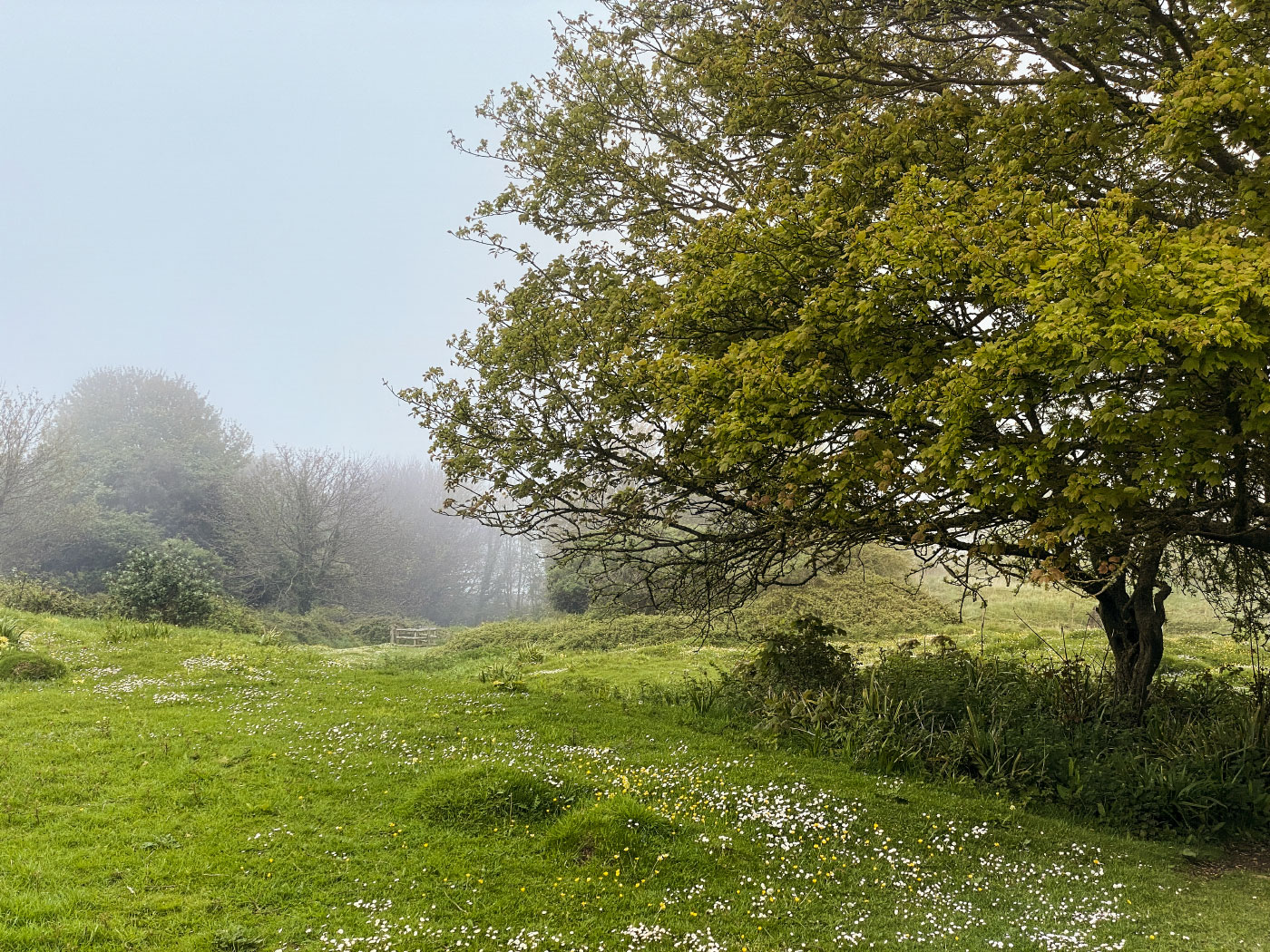 Foggy afternoon at the Townsend Nature Reserve - Ref: VS2394