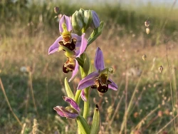 Click to view image A Bee Orchid at Durlston Country Park