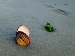 Click to view image Sea Shells on the Beach