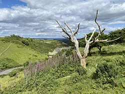 Creech Hill dead tree - Ref: VS2504