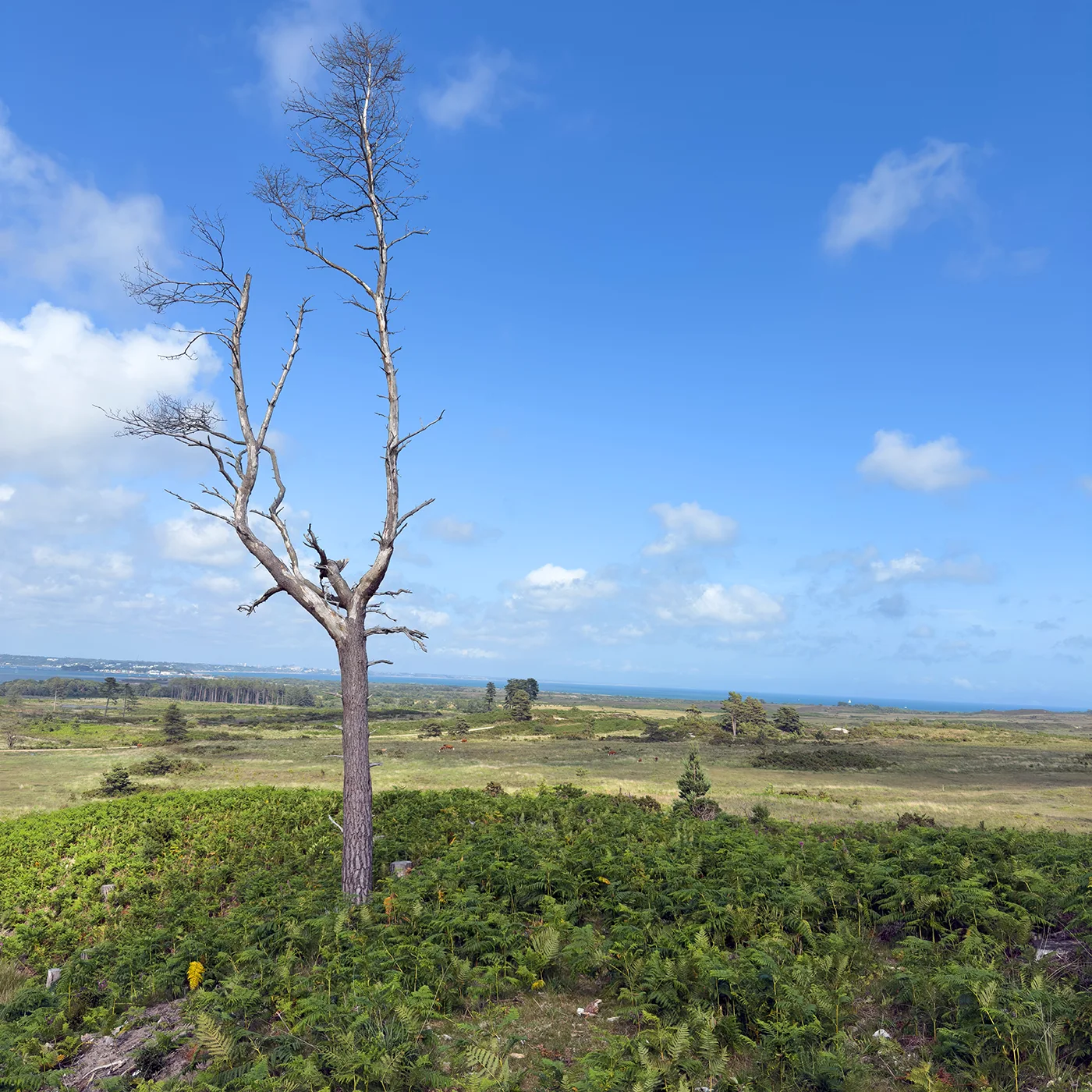Swanage and Purbeck Gallery