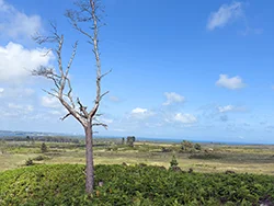 Rempstone Forest open heathland - Ref: VS2531