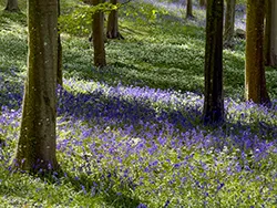 Bluebells and Wild Garlic on the Purbeck Hills in the Virtual Swanage Gallery