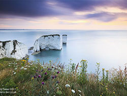 Click to view Flowers at Old Harry