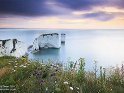 Click to view image Flowers at Old Harry