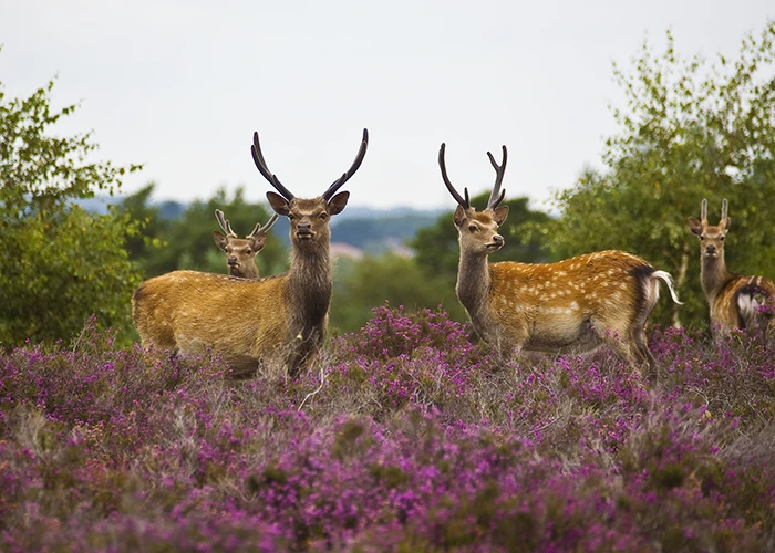 Deer in the heathland at Arne