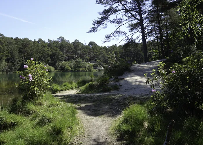 UK's longest rope bridge, 50 m span, 10 m high; plus 30 acres of woodland paths and the Trail of Enchanted Doors