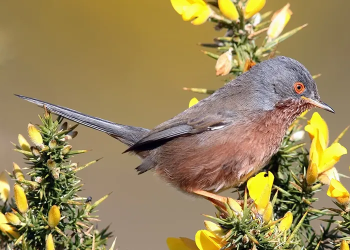 Dartford Warblers