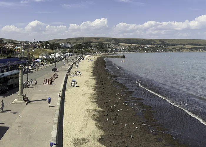Seaweed in Swanage Bay