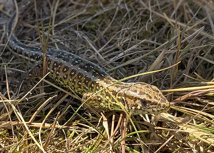 Nature at Studland