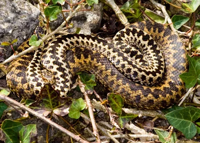 Adders in Studland Heath