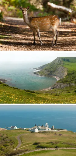 Purbeck Countryside and Wildlife